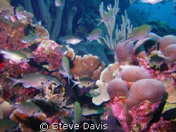 Curacao, Director's Bay by Steve Davis 